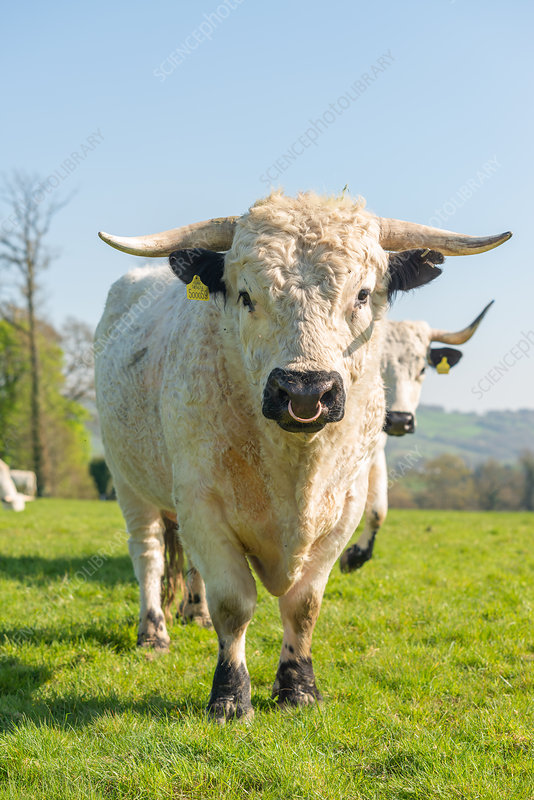 A white bull standing in a green field